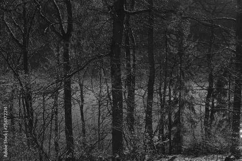 Wallpaper Mural Forest and lake during early spring Torontodigital.ca