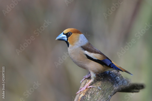 hawfinch sits on the branch . (Coccothraustes coccothraustes) Wildlife scene from nature. Song bird in the nature habitat.