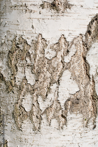 Wallpaper Mural Rinde der Birke, Betula Torontodigital.ca