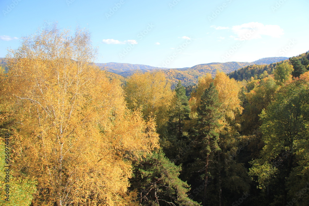 Golden autumn in the Altai region in Russia. Beautiful landscape - road in autumn forest
