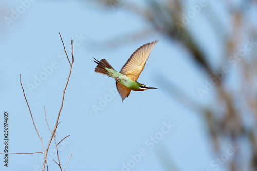 Madagascar Bee-eater in flight, Madagascar. © tonymills