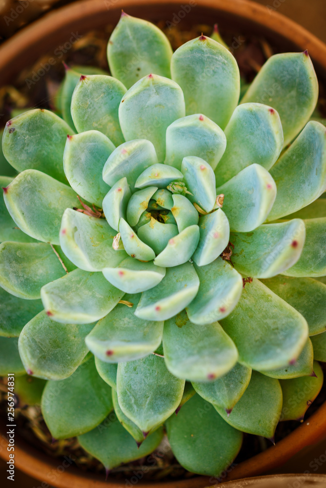Succulents or cactus in a garden. Echeveria, a stone rose in flower pot. Vertical photo. Close up image of succulent.Top view. Succulents or cactus in a garden. Echeveria, a stone rose in flower pot. Vertical photo. Close up image of succulent.Top view.