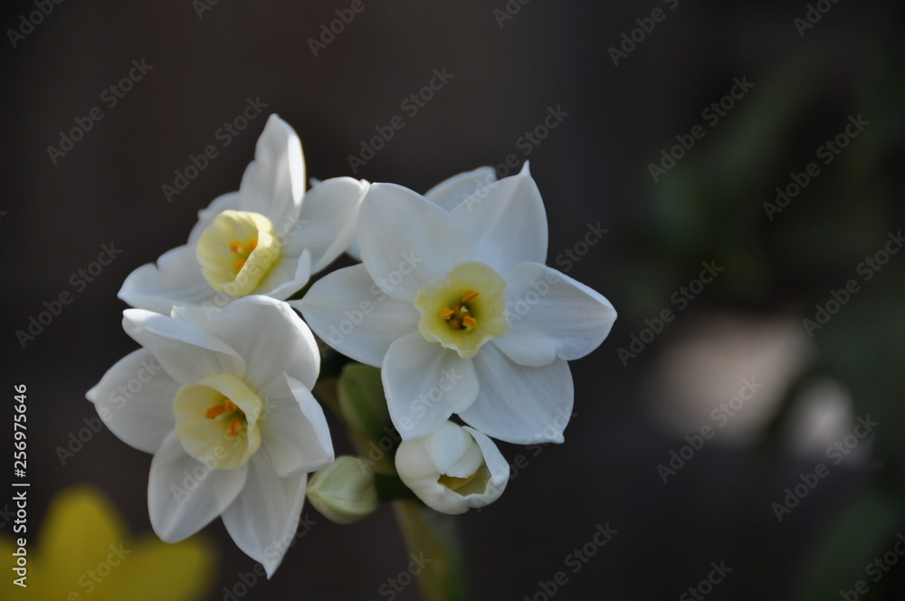 Obraz premium 白い水仙の花