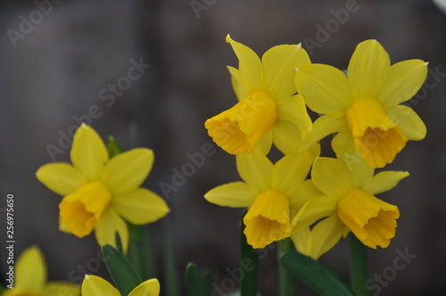 Fototapeta Naklejka Na Ścianę i Meble -  黄色い水仙の花