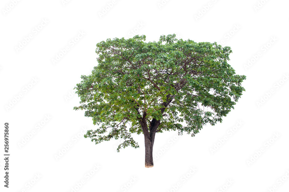 Beautiful tree on a white background Natural concept