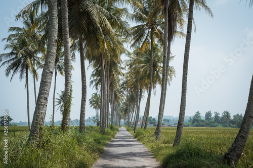beautiful country road in tropical scenery with coconut trees