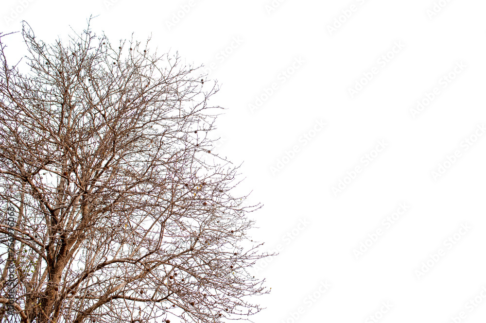 Beautiful tree on a white background Natural concept Beautiful tree on a white background Natural concept