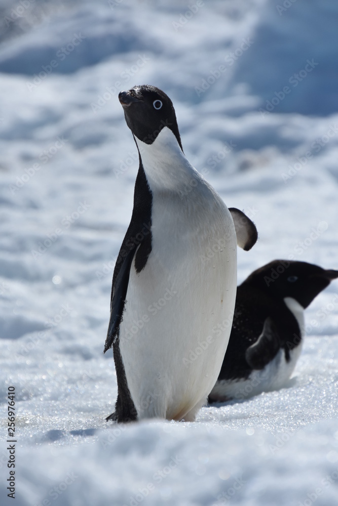 Obraz premium LEOPARD SEAL