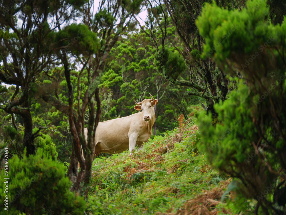 Obraz premium Image of bull standing in the tropical jungle of the azores, portugal, europe