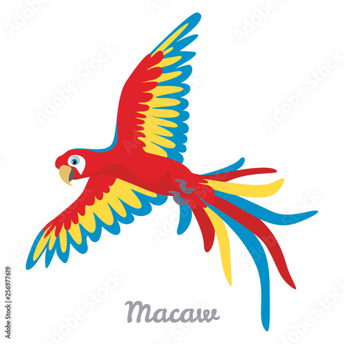 Macaw parrot flying isolated on white background. Vector illustration colorful bird in cartoon simple flat style.