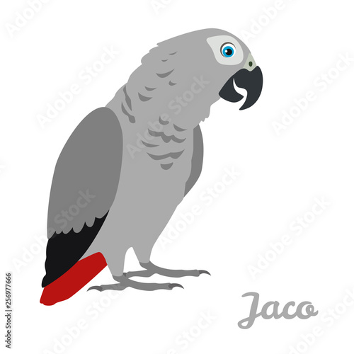 Jaco parrot isolated on white background. Vector illustration of cute bird in cartoon simple flat style.