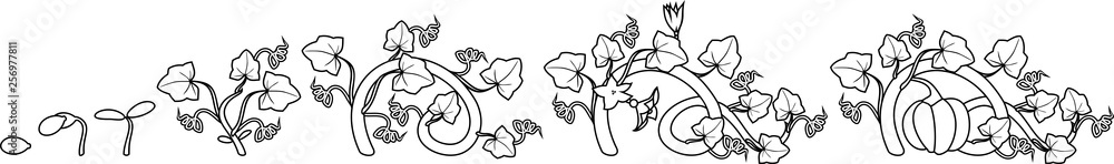 Coloring page with life cycle of pumpkin plant. Growth stages from seeding to flowering and fruit-bearing pumpkin plant Coloring page with life cycle of pumpkin plant. Growth stages from seeding to flowering and fruit-bearing pumpkin plant
