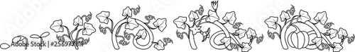 Coloring page with life cycle of pumpkin plant. Growth stages from seeding to flowering and fruit-bearing pumpkin plant