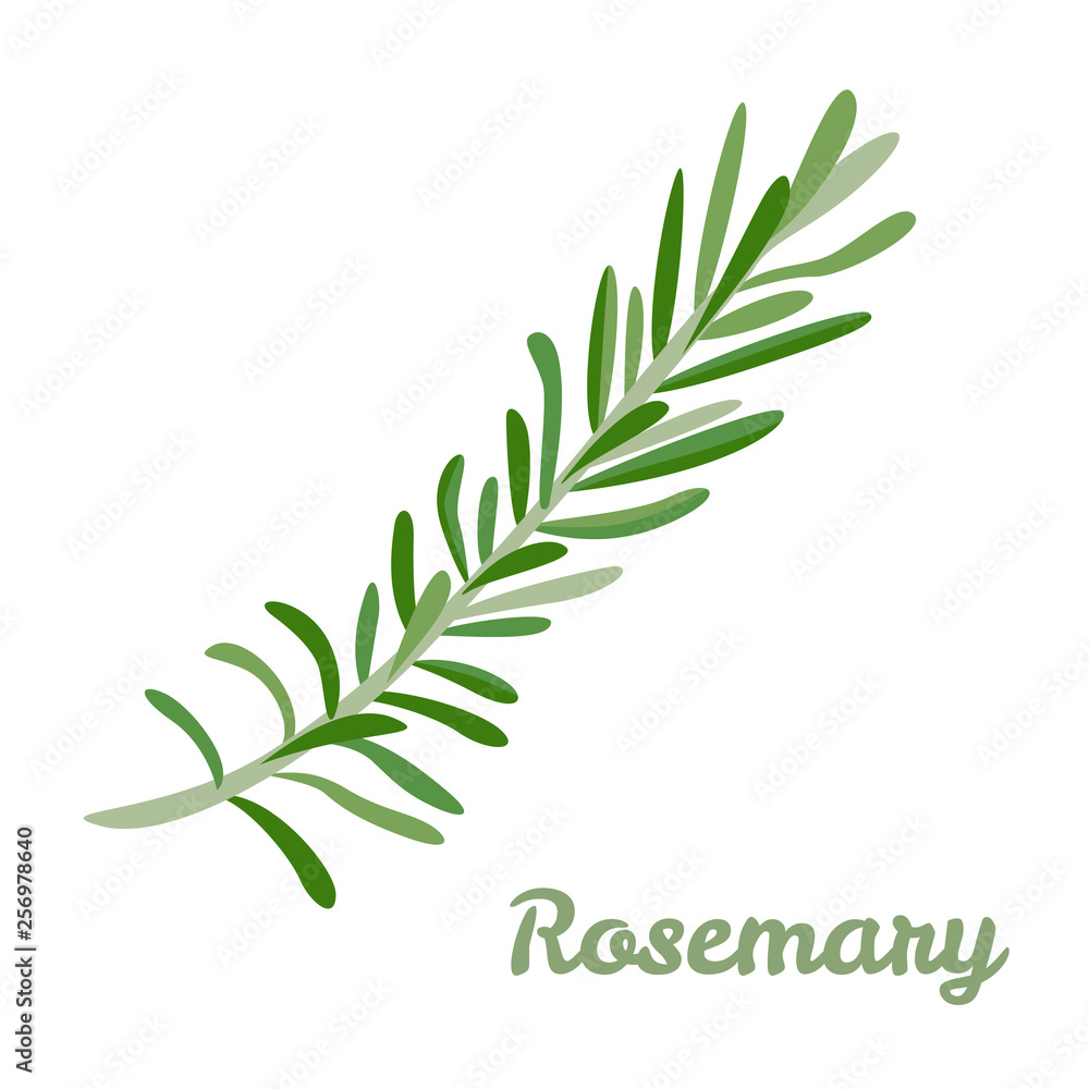 Vector rosemary. Icon flavored spices. Illustration of spicy herbs in cartoon simple flat style.