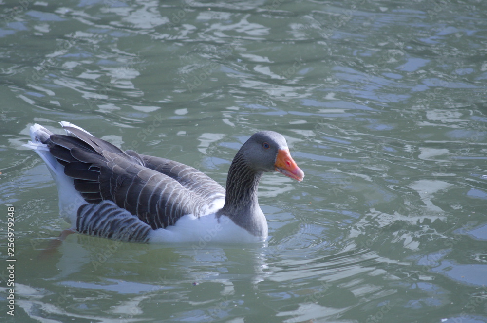A duck on the river Guadalquivir, Seville A duck on the river Guadalquivir, Seville