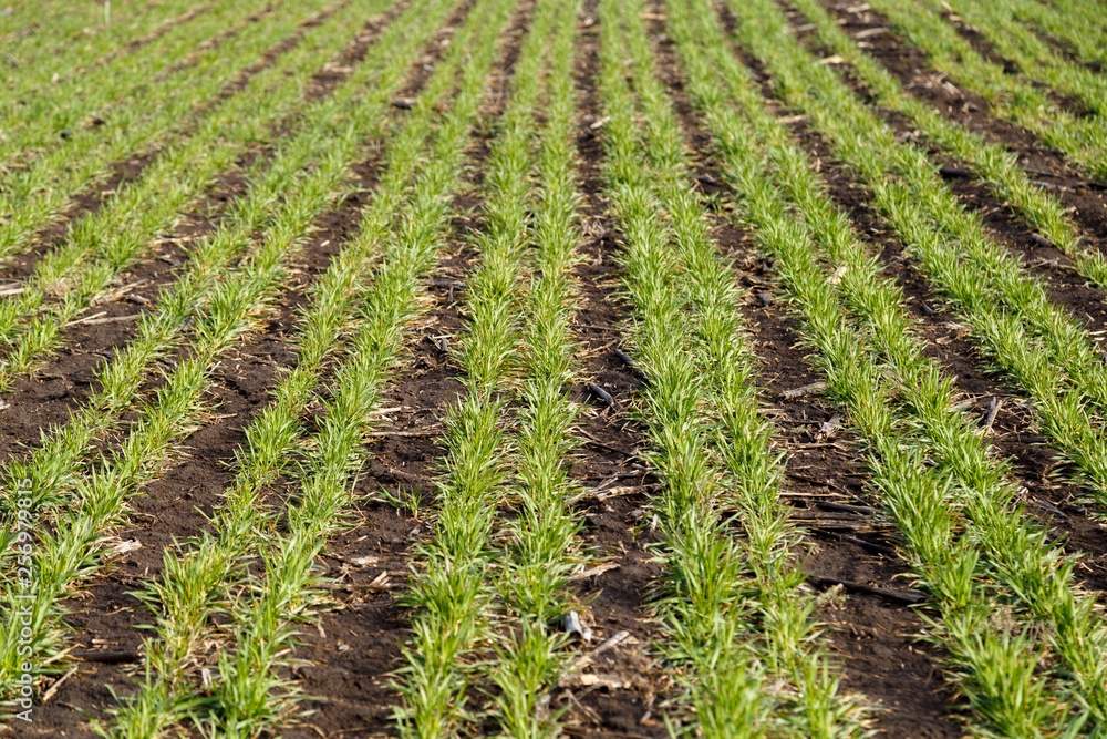 A field of green young wheat under a blue sky with white clouds. A field of green young wheat under a blue sky with white clouds.