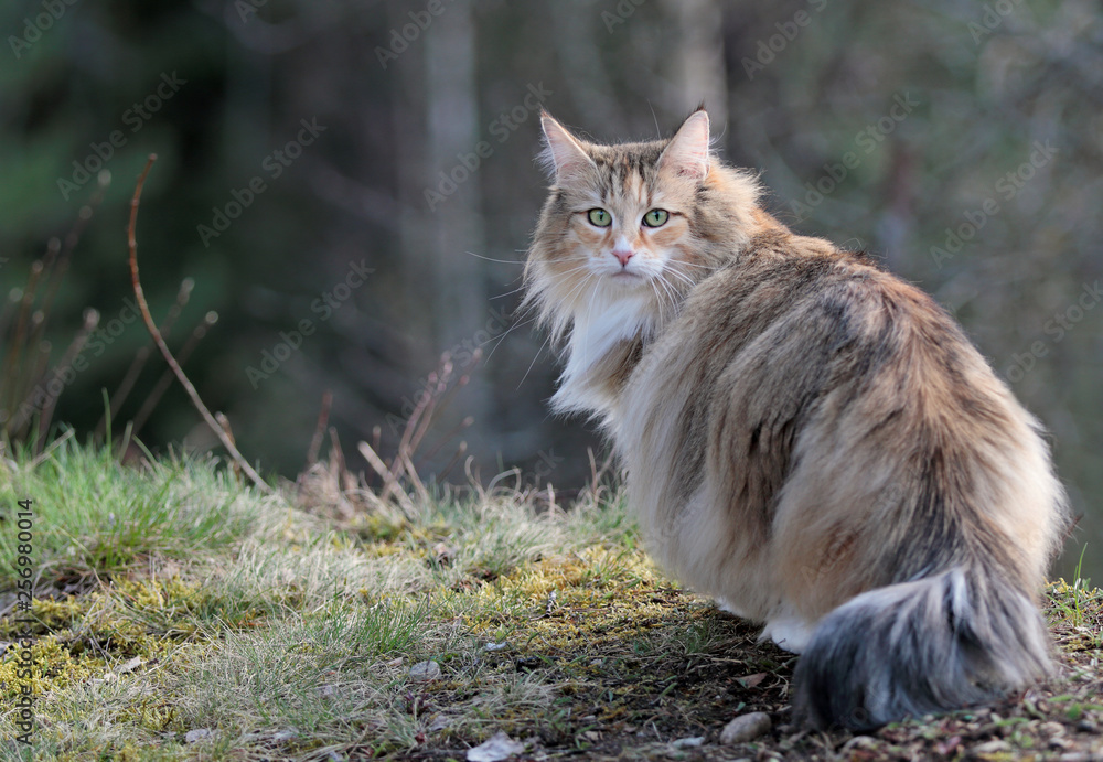 Norwegian forest cat outdoors in forest - obrazy, fototapety, plakaty 