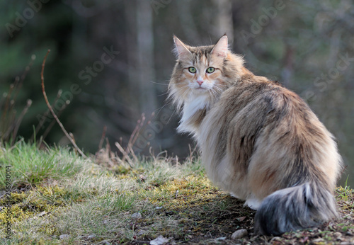 Tableau sur toile Norwegian forest cat outdoors in forest