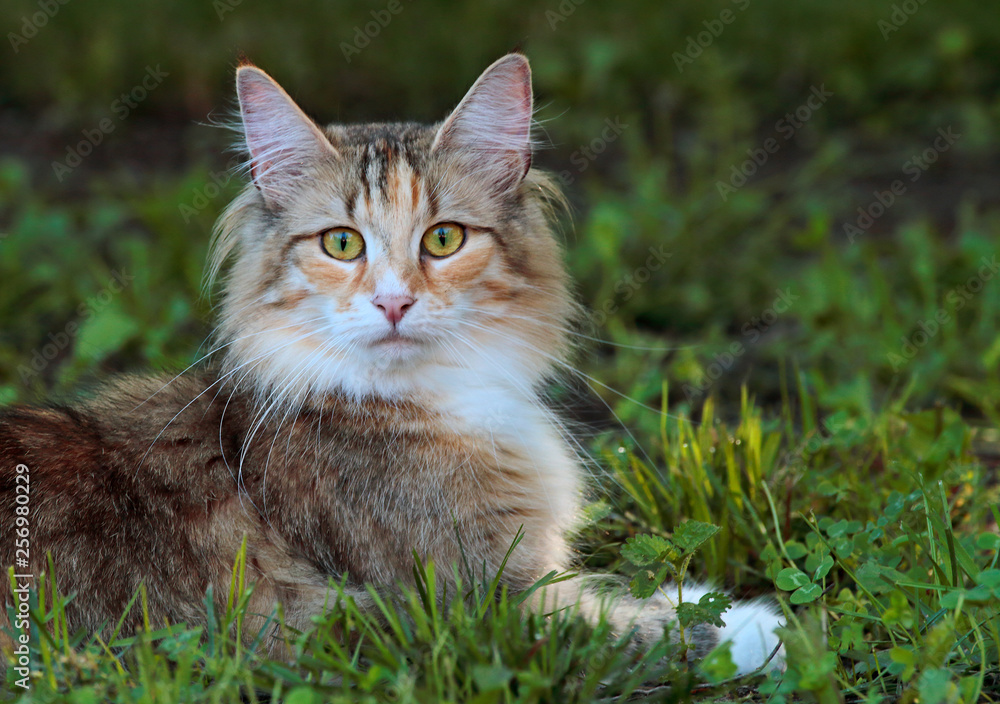 Norwegian forest cat female lying on grass