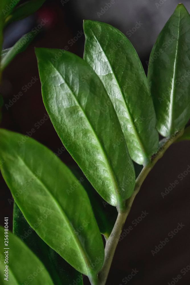 green fresh plants, leaves pattern green fresh plants, leaves pattern