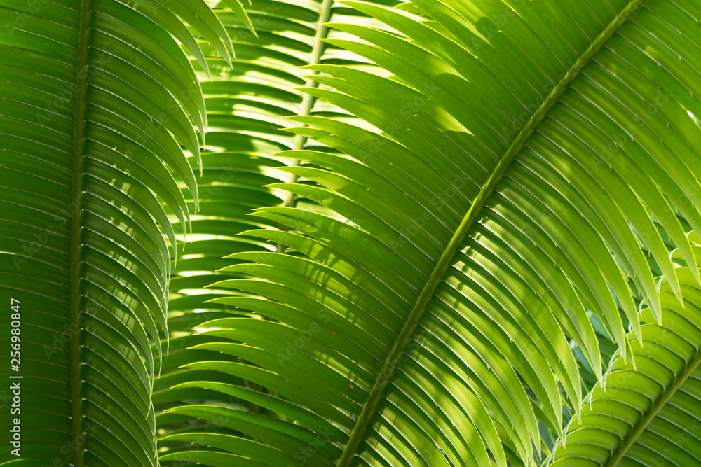 close up of green Nipa Palm leave with sunlight ,abstract view. close up of green Nipa Palm leave with sunlight ,abstract view.