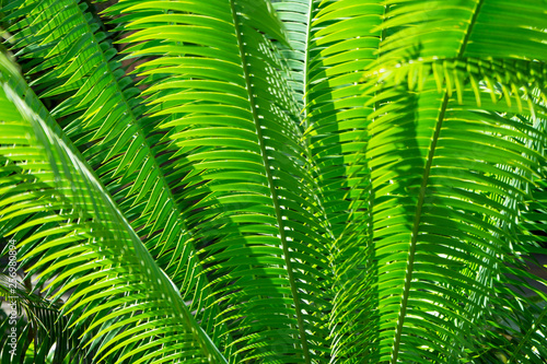 close up of green Nipa Palm leave with sunlight  abstract view.