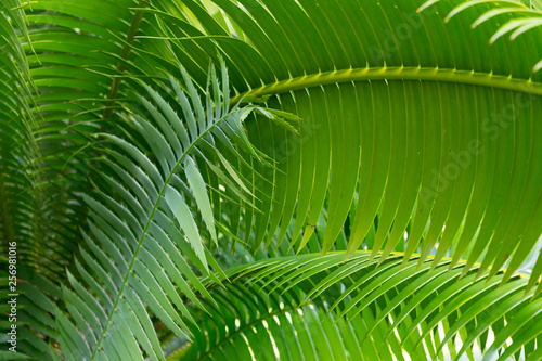 close up of green Nipa Palm leave with sunlight  abstract view.