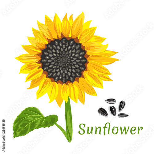 	 Vector illustration of sunflower and seeds with green leaves in flat style isolated on white background. Template for oil packaging design, label, banner, poster.