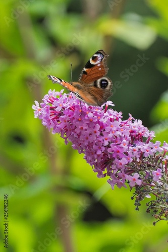 The butterfly of Tortoiseshell sits on lilac.