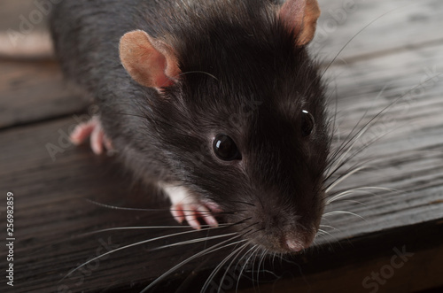 rat close-up