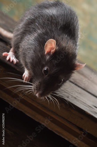 rat close-up