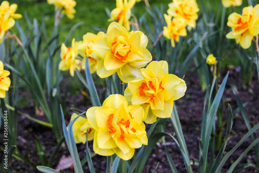 Beautiful spring landscape with yellow jonquils flowers. Beautiful Narcissus daffodils in the garden. Daffodils background. Narcissus daffodils flower for postcard beauty or agriculture concept design Beautiful spring landscape with yellow jonquils flowers. Beautiful Narcissus daffodils in the garden. Daffodils background. Narcissus daffodils flower for postcard beauty or agriculture concept design