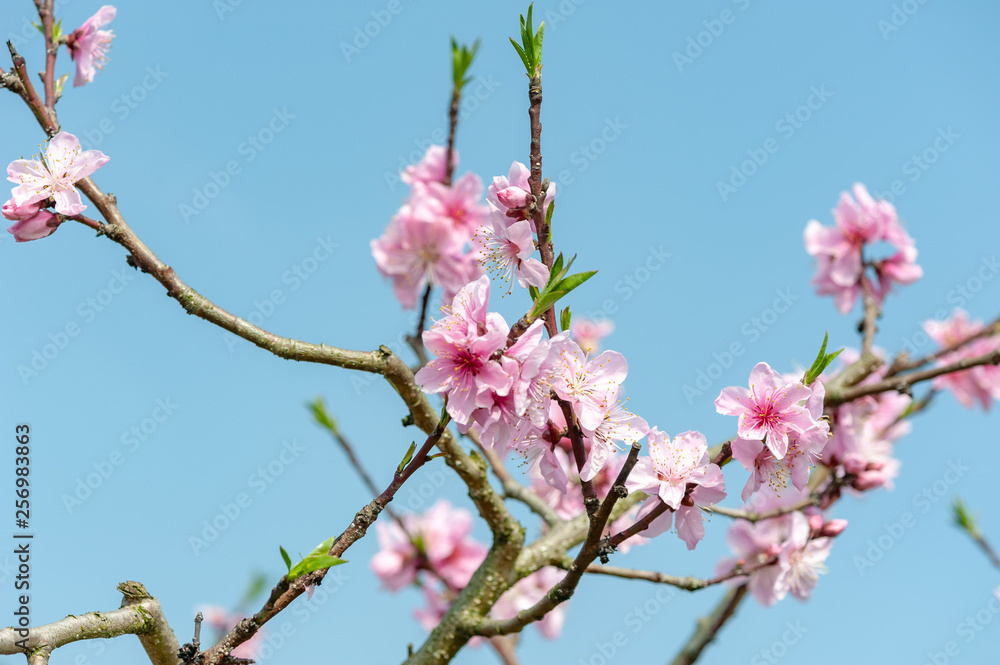 Peach blossom tree flowers against blue sky in LongQuanYi mountains, Chengdu, China