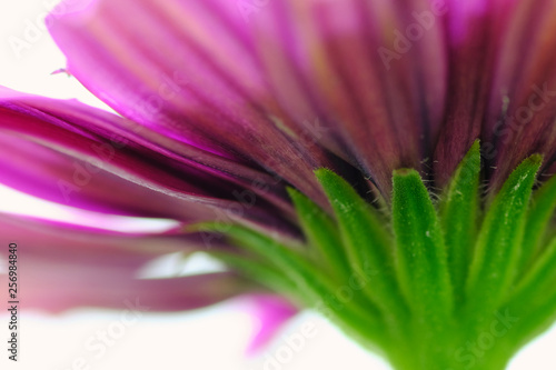 double osteospermum flower closeup