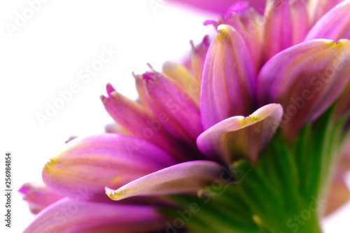 double osteospermum flower closeup