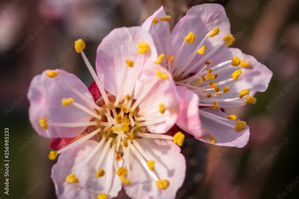 Apricot tree blossom. Macro shot of beautiful spring flowers on apricot tree. Apricot tree blossom. Macro shot of beautiful spring flowers on apricot tree.