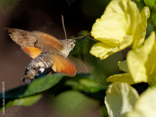 Taubenschwänzchen photo