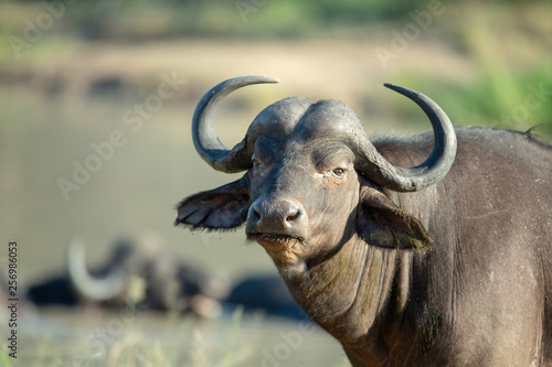 Young buffalo bull around a wallow