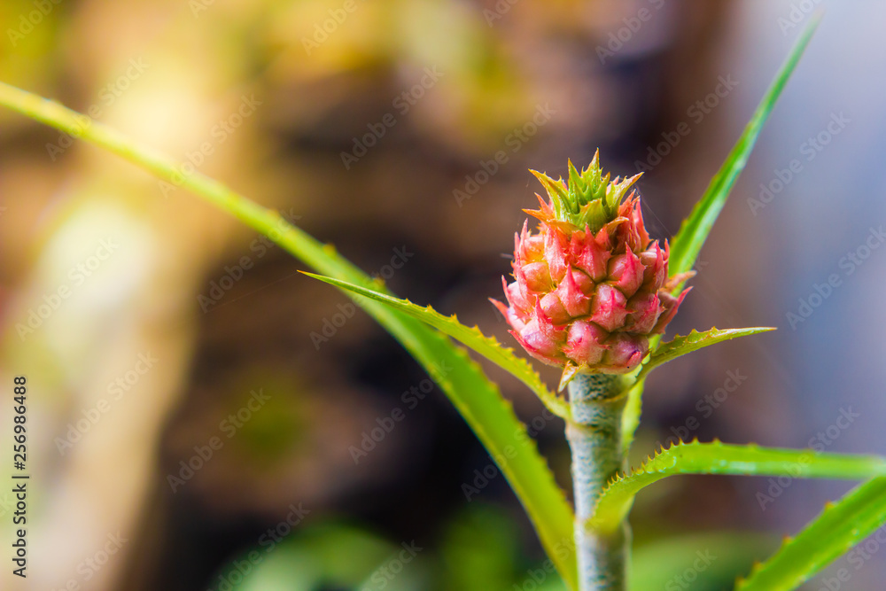 small pineapple the plant is ornamental in garden small pineapple the plant is ornamental in garden