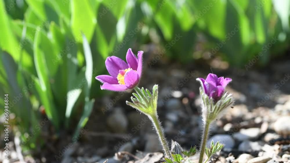 Spring is reborn. Violet flower in the garden Spring is reborn. Violet flower in the garden