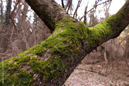 single tree trunk with moss
