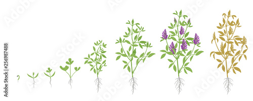 Fotografie, Obraz Growth stages of Alfalfa plant