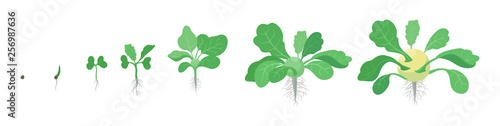 Crop stages of Kohlrabi cabbage turnip. Growing Kohlrabi plant. Harvest growth vegetable. Brassica oleracea. Vector flat Illustration.