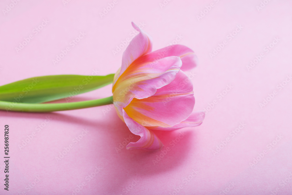 beautiful pink tulips on pink paper background