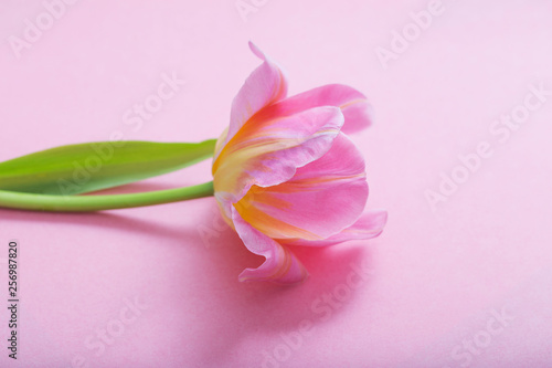 beautiful pink tulips on pink paper background