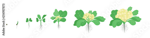 Crop stages of Cauliflower cabbage. Growing Cauliflower plants. Harvest growth vegetable. Brassica oleracea vector flat Illustration.