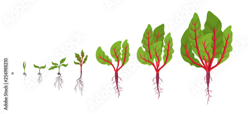 Chard growth stages. Planting of leaf stalks plant. Swiss chard taproot life cycle. Vector illustration on white background. Beta vulgaris.