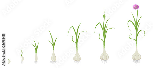 Crop stages of Garlic. Growing Garlic plant. Harvest growth vegetable. Allium sativum. Vector flat Illustration.