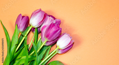 tulips, pink, isolated, tulip, white, background, flower, flowers, spring, bouquet, beautiful, holiday, green, beauty, plant, floral, blossom, composition, nature, summer, decoration, bright, celebrat
