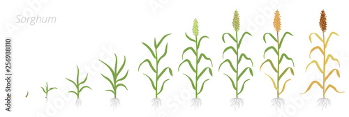 Crop stages of Sorghum. Growing Sorghum plant. Harvest growth grain. Sorghum bicolor. Vector flat Illustration. photo